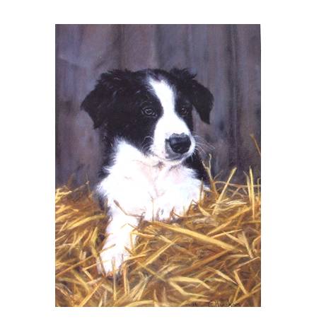 Contented (Border Collie) Blank Greeting Cards - 6 Pack