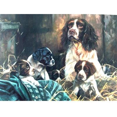 5-581793 The Next Generation (English Springer) Blank Greet sku 5-581793