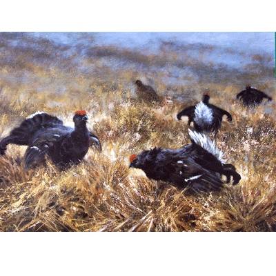 Black Game (Capercaille Grouse) Blank Greeting Cards - 6 Pack