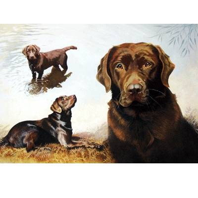 5-581809 Chocolates (Labrador Retriever) Blank Greeting Car sku 5-581809