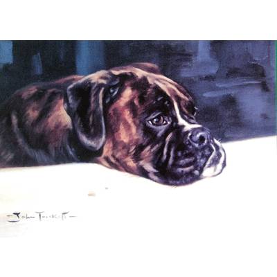 5-581813 Crumbs (Boxer) Blank Greeting Cards - 6 Pack sku 5-581813