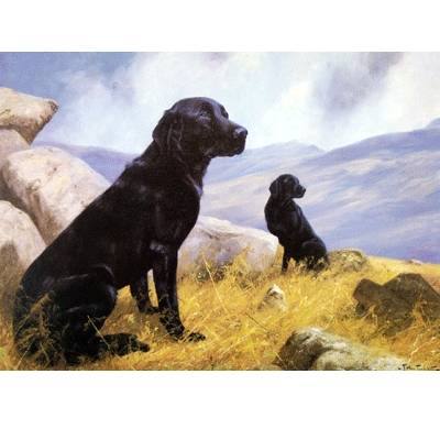 5-581826 On Duty (Labrador Retriever) Blank Greeting Cards  sku 5-581826