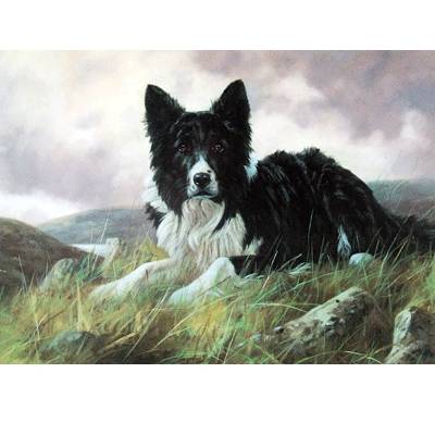 5-581828 Collie on the Hillside (Border Collie) Blank Greet sku 5-581828