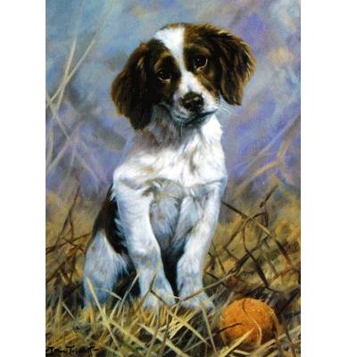 Play Ball (English Springer) Blank Greeting Cards - 6 Pack