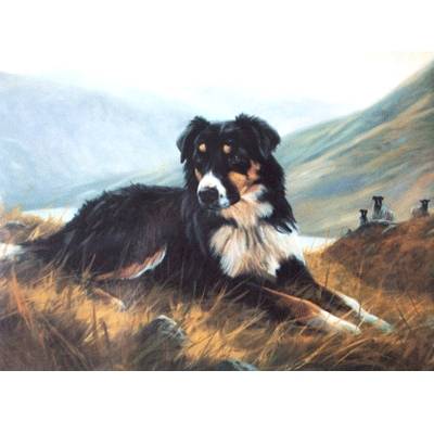 Tri Color Collie (Border Collie) Blank Greeting Cards - 6 Pack