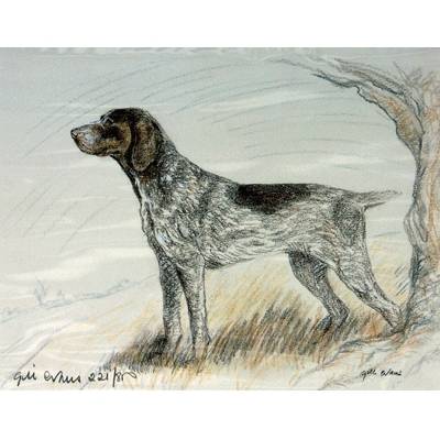 German Shorthair Pointer By: Gill Evans, Matted