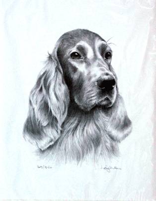 Irish Setter By: Sandra Leighton, Matted