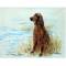 Irish Setter By: Gill Evans, Matted