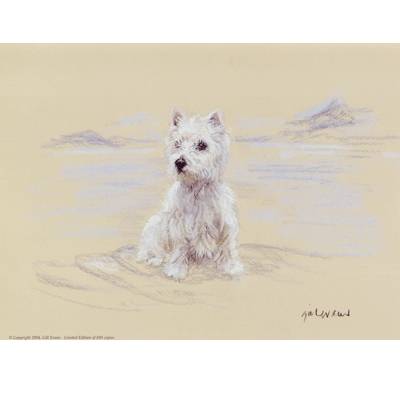 West Highland Sitting By: Gill Evans, Matted