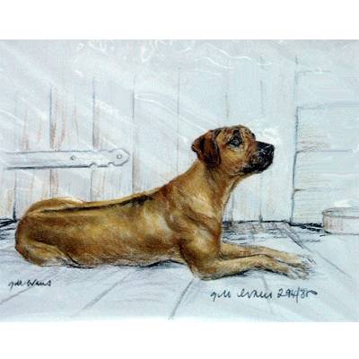 Rhodesian Ridgeback By: Gill Evans, Matted