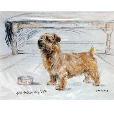 5-582077 Norfolk Terrier By: Gill Evans, Matted sku 5-582077