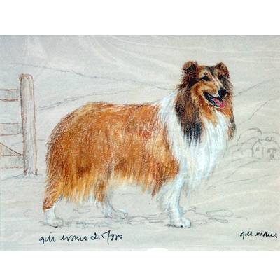 5-582082 Rough Collie By: Gill Evans, Matted sku 5-582082