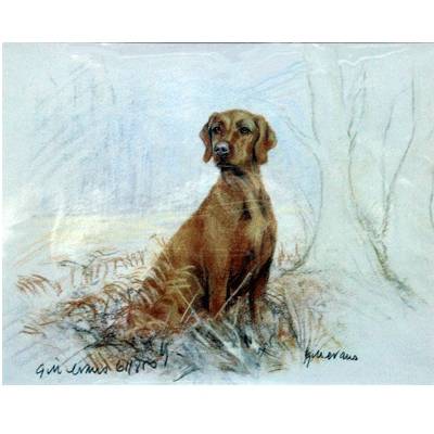 Hungarian Vizsla By: Gill Evans, Matted