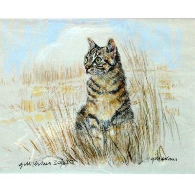 Tabby Cat By: Gill Evans, Matted