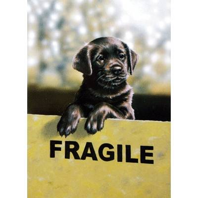 5-582136 Fragile (Labrador Retriever) Blank Greeting Cards  sku 5-582136