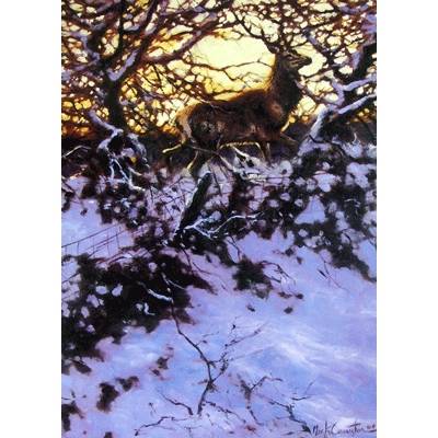 First Light (Deer) Blank Greeting Cards - 6 Pack