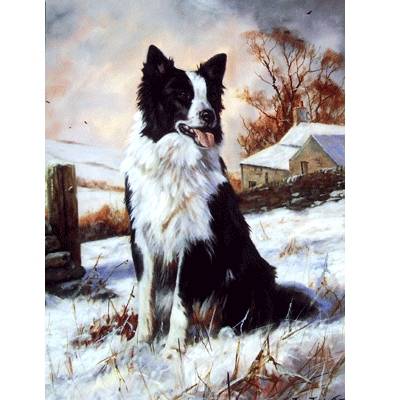 5-582149 Ready to Work (Border Collie) Blank Greeting Cards sku 5-582149