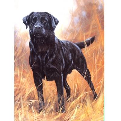 Ready for Anything (Labrador Retriever) Blank Greeting Cards - 6 Pack