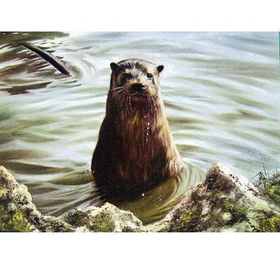 5-582172 The Otter Blank Greeting Cards - 6 Pack sku 5-582172