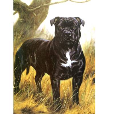 The Tough Guy (Staffordshire Terrier) Blank Greeting Cards - 6 Pack