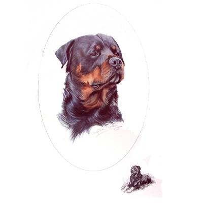 Rottweiler by: Josephine Copley