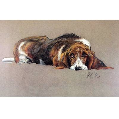 The Basset Hound By: Malcom Coward