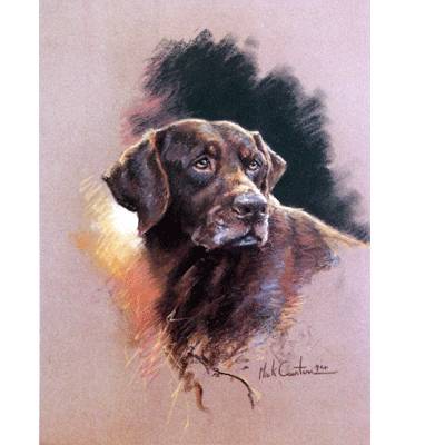 Chocolate Lab By: Mick Cawston