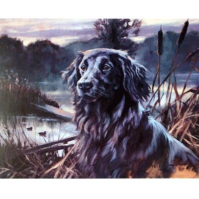 5-582234 Flat Coat in the Bullrushes By: Mick Cawston sku 5-582234