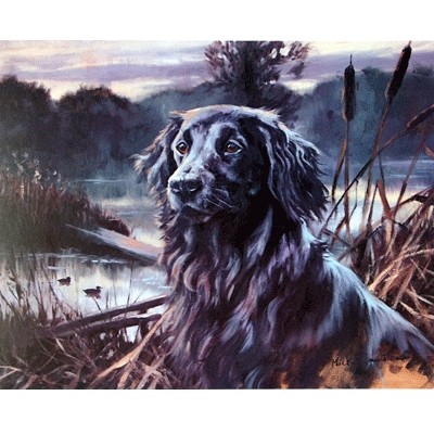 Flat Coat in the Bullrushes By: Mick Cawston