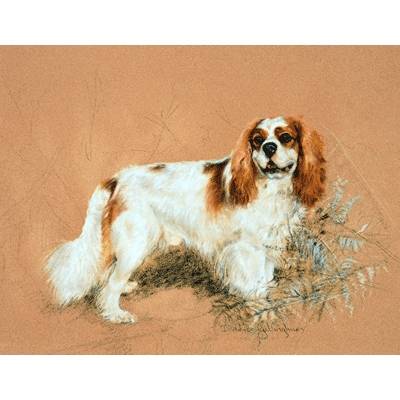 Cavalier Days By: Debbie Gillingham