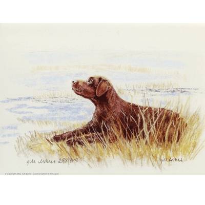 5-582292 Chocolate Labrador By: Gill Evans, Matted sku 5-582292