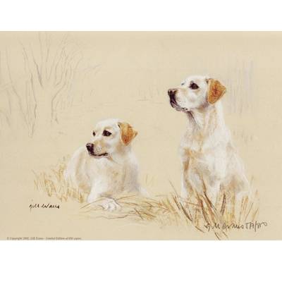 5-582293 Yellow Labs By: Gill Evans, Matted sku 5-582293