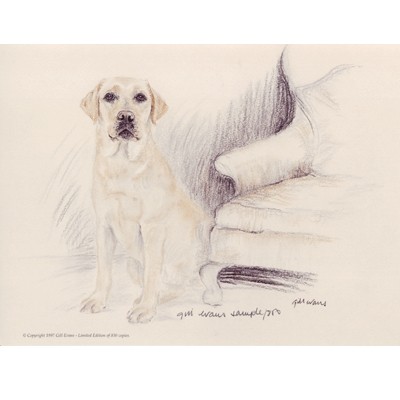 Yellow Lab By: Gill Evans, Matted