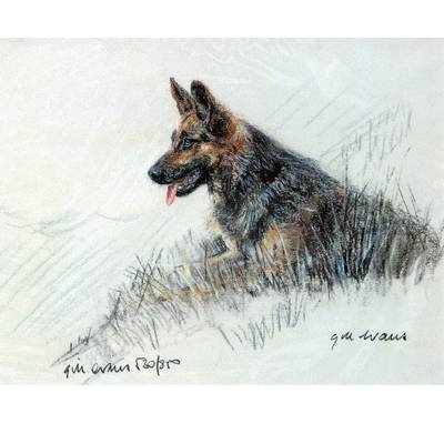 5-582304 German Shepherd By: Gill Evans, Matted sku 5-582304