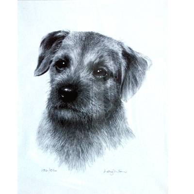 Border Terrier By: Sandra Leighton