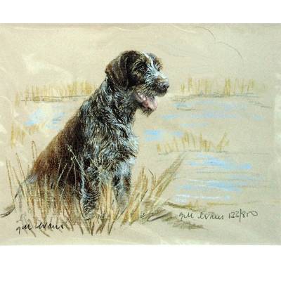 German Wirehair Pointer By: Gill Evans, Matted