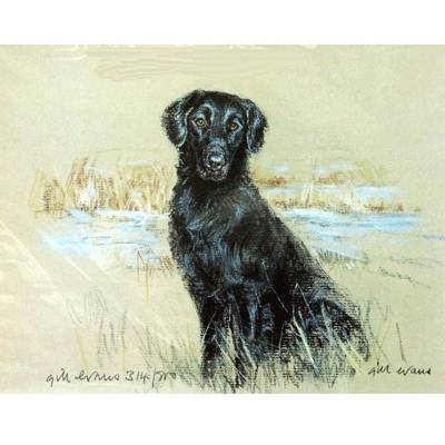 Flat Coated Retriever By: Gill Evans, Matted