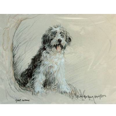 Bearded Collie By: Gill Evans, Matted