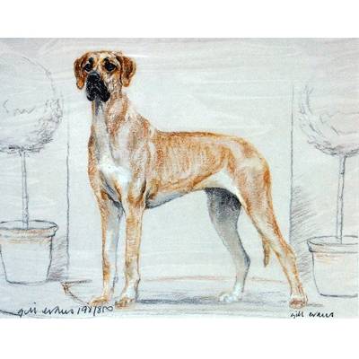 Great Dane By: Gill Evans, Matted