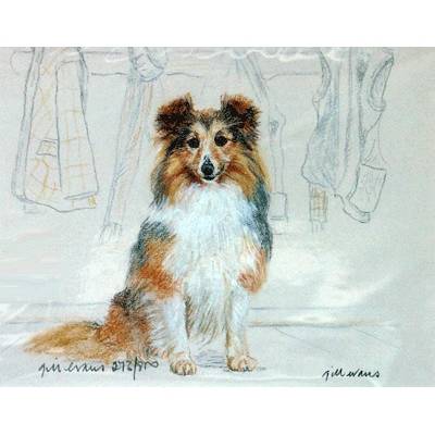 5-582339 Shetland Sheepdog By: Gill Evans, Matted sku 5-582339