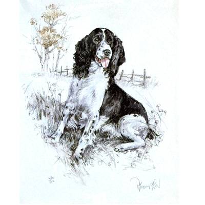 Springer Spaniel By: David Thompson, Matted