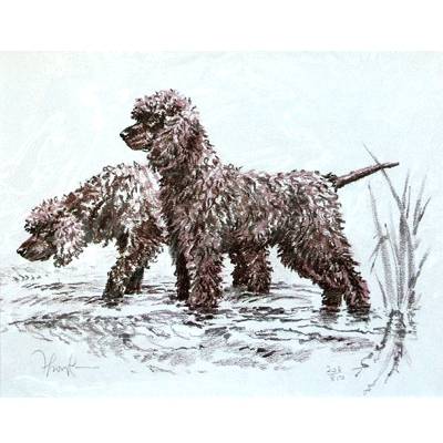 5-582372 Irish Water Spaniel By: David Thompson, Matted sku 5-582372