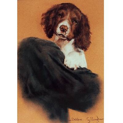 Pick of the Litter (English Springer) Blank Greeting Cards - 6 Pack