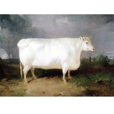 A Prize Cow Blank Greeting Cards - 6 Pack