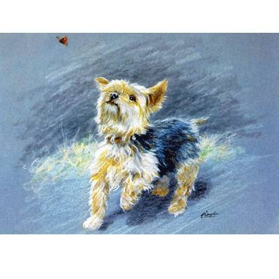 5-582391 Butterfly Hunter (Yorkshire Terrier) Blank Greetin sku 5-582391