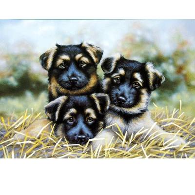 Eyes on You (German Shepherd) Blank Greeting Cards - 6 Pack