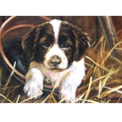 Potty (English Springer) Blank Greeting Cards - 6 Pack