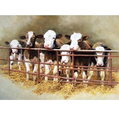 Waiting for Breakfast (Cow) Blank Greeting Cards - 6 Pack