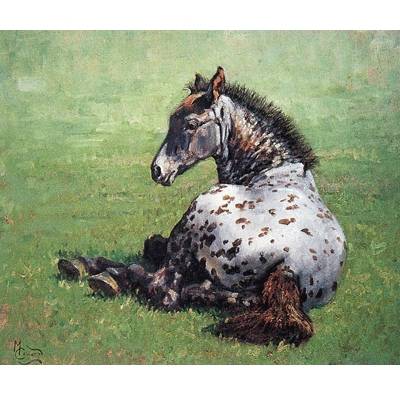 5-582449 Appaloosa Foal sku 5-582449