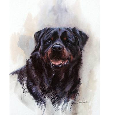 Rottweiler By: Mick Cawston